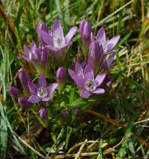 Image result for Schinziella tetragona