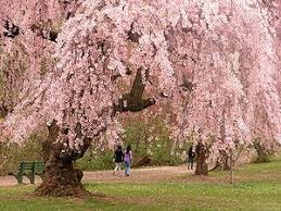 Warton's bill blackledge is i was given a willow tree, salix integra, in september last year which i repotted and placed in my garden. Cherry Blossom Wikipedia