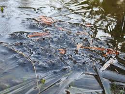 Russisch froschlaich, froschlaich wikipedia, froschlaich wann, froschlaich umsiedeln, froschlaich krötenlaich, froschlaich im teich, froschlaich auf russisch, стрекот auf deutsch. Was Froschlaich Aushalt Tiergarten Blog