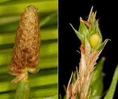 Image result for Cyperaceae