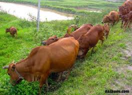 Image result for Sản Xuất Bò Và Chó.