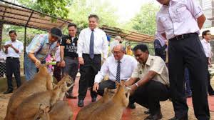 8:00pm ~ 11:00pm (monday ~ friday) opening hours : Taiping Zoo Night Safari Needs Donations For Animal Feed