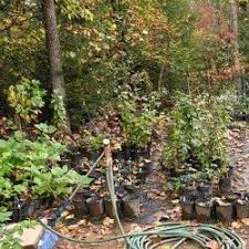 How To Start A Backyard Nursery Backyard Plants Nursery Garden