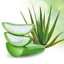 Squeeze the gooey substance into your hair or run the. Say Goodbye To Hair Loss With Aloe Vera Gel Apohair