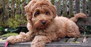 Find inspiration in this list of 400 cute, unique and creative dog names. Chocolate Dog Names