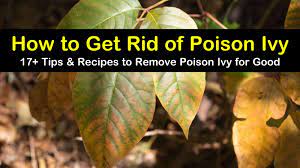 Allow it to cool, then add and 8 drops of liquid dish soap and put the mixture in a spray bottle. 17 Smart Ways To Get Rid Of Poison Ivy For Good