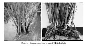 Image result for Oryza longistaminata