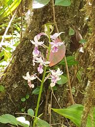 Image result for Calanthe sylvatica