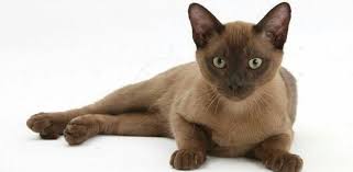 Avrupali Burmese Kedi Kopek Ordu
