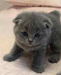 Affordable financing, insurance options and extended warranties. Scottish Fold Cats For Sale Downtown Mi Scottish Fold Cat Kittens Cat Scottish Fold Scottish Fold Kittens