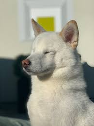 A valkyrie is a figure in norse mythology. Rae On Twitter He S So Beautiful But Suffers From Extreme Anxiety From Sounds Other People But He Loves Animals Someday I Want To Get A Therapy Dog For Him My Poor Pup Https T Co Dcuvn7ptrz