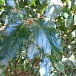 Image result for Curtisia dentata