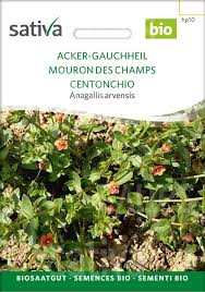 Image result for Anagallis kochii