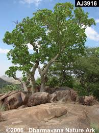 Image result for Hildegardia