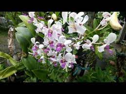 How To Use Rice Water As A Orchid Fertilizer Youtube Orchid Fertilizer Growing Orchids Garden Fertilizer