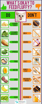 Many human foods are safe and nutritious for dogs. Human Food For Cats Infographic Safe Snacks For Fluffy Petcarerx