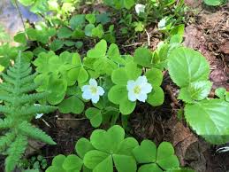 コミヤマカタバミ 植物図鑑 エバーグリーン
