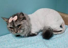 While we do have some influence over a cat's adult personality, the truth is that much of a cat's disposition is. Domestic Medium Hair Cats Origin And Characteristics Of The Breed Cattybox