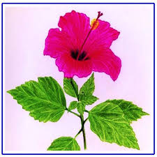 1001 schone bilder zum nachmalen und video anleitungen bilder zum nachmalen selber malen wasserfarben bilder. Schone Blumen Zeichnen Fur Android Apk Herunterladen