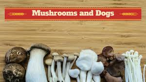 You should not let your dog consume a mushroom it finds outside. Can Dogs Eat Mushrooms Smart Dog Owners