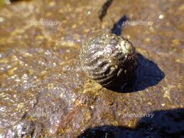 ヒメクボガイ 写真素材 [ 4881521 ] - フォトライブラリー photolibrary