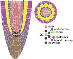 Plant tissue is a collection of experimental methods of growing large number of isolated cells or tissues under sterile and controlled conditions. Week Long Imaging Of Cell Divisions In The Arabidopsis Root Meristem Plant Methods Full Text Cell Division Cells And Tissues Plant Anatomy