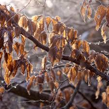 Image result for hornbeam hedge in winter