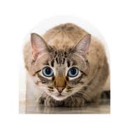Mobil pet grooming makes life easier on you and your pets! Mobile Pet Grooming Coral Gables Mobile Pet Grooming Near Me