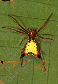 Image result for Holothrix micrantha