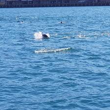 Bookme offers the best deals & discounts on all major activities, attractions, tours & things to do in wellington, nz Dolphins In The Harbour Coming To Play With The Boat Picture Of Megisti Sailing Charters Private Day Tours Wellington Tripadvisor