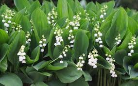 Ajouter des déchets broyés (brf) ou fait avec le broyeur, ou encore de la mousse, ou. Planter Le Muguet Gamm Vert