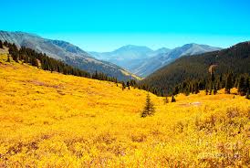 Ahhh, aspen, where do we start? Colorado Aspen Trees Photograph By Terry Runion