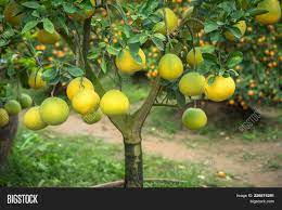 For more information on our citrus fruit varieties please see citrus variety information here. Ripe Green Pomelo Image Photo Free Trial Bigstock