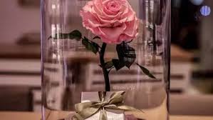 Gambar bunga matahari gambar bunga mawar gambar bunga tulip gambar bunga hias gambar bunga islam gambar bunga mawar layu gambar bunga ros gambar bunga rose gambar bunga rangkai gambar bunga ulang tahun gambar bunga ucapan selamat pagi 3 Tahun Nggak Layu Cantiknya Mawar Ala Beauty And The Beast Fashion Fimela Com