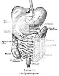 Liverpoolfc,human liver engraving style black and white illustration stock illustration,stud dogs boss: You Ve Got Guts Medical Digestion Anatomy Human Vintage Etsy Medical Drawings Anatomy Drawing Anatomy Art