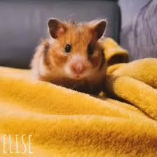 Hamsters Club Francophone La P Tite Note Du Lundi Semaine 22
