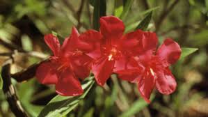 Image result for Sphaeropsis tumefaciens oleander symptoms