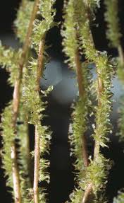 Image result for Droguetia iners