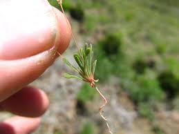 Image result for Hypertelis