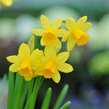 There are so many flowers you can grow that would work well for cut flowers, but these are a few of our favorites. Mini Daffodil Bulbs Hardy Spring Flowering With Bright Yellow Flowers Spring Garden Plant Low Maintenance And Easy To Grow 25 X Daffodil Narcissus Mini Tete A Tete Bulbs By Thompson Morgan Buy Online