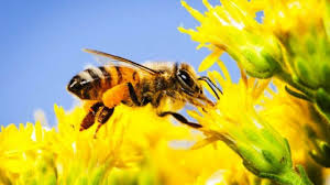 Ini adalah kondisi wajib, jika tidak umpan anda akan memiliki bentuk yang sangat. Pestisida Yang Populer Bisa Membahayakan Lebah Ulya Days