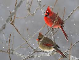 Winter Cardinals Photograph By Brook Burling Over 7,402 cardinal pictures to choose from, with no signup needed. winter cardinals by brook burling