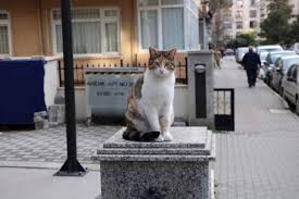 Kadikoy De Duvar Uzerindeki Kediye Yumruklu Saldiri Haberler Com Guncel