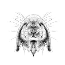 Des coloriages de lapins pour les enfants qui aiment les animaux. La Tete Du Lapin Pleine Face Symetrique Croquis Vecteur Graphique Affiches Murales Posters Cyclopaedia Separe Noir Et Blanc Myloview Fr