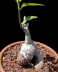 Image result for Marsdenia