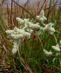 Image result for Aerva leucura