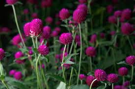 Image result for Gomphrena globosa