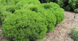 Image result for Vernonia jelfiae