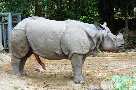 Rhinosaur erection; massive! | Fotolog in ruste | Flickr