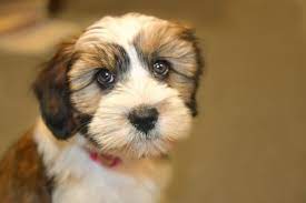 All of our dogs have had extensive health testing prior to breeding. Growth Tibetan Terrier Puppy Weight Chart Tibetan Terrier